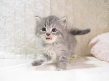 サイベリアン【大阪府・女の子・2025年9月8日・ブルータビー】の写真8