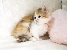 サイベリアン【大阪府・女の子・2025年9月10日・キャリコ】の写真14