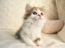 サイベリアン【大阪府・女の子・2025年9月10日・キャリコ】の写真9