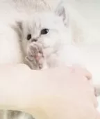 サイベリアン【大阪府・男の子・2025年4月7日・ブルーリンクスポイント】の写真8「キュートなお顔立ちだね✨」