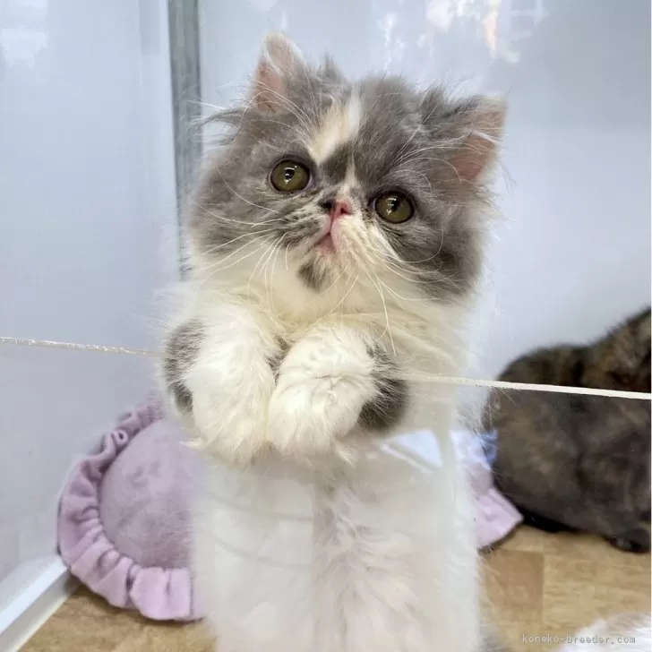 Y.O 様のお迎えした子猫