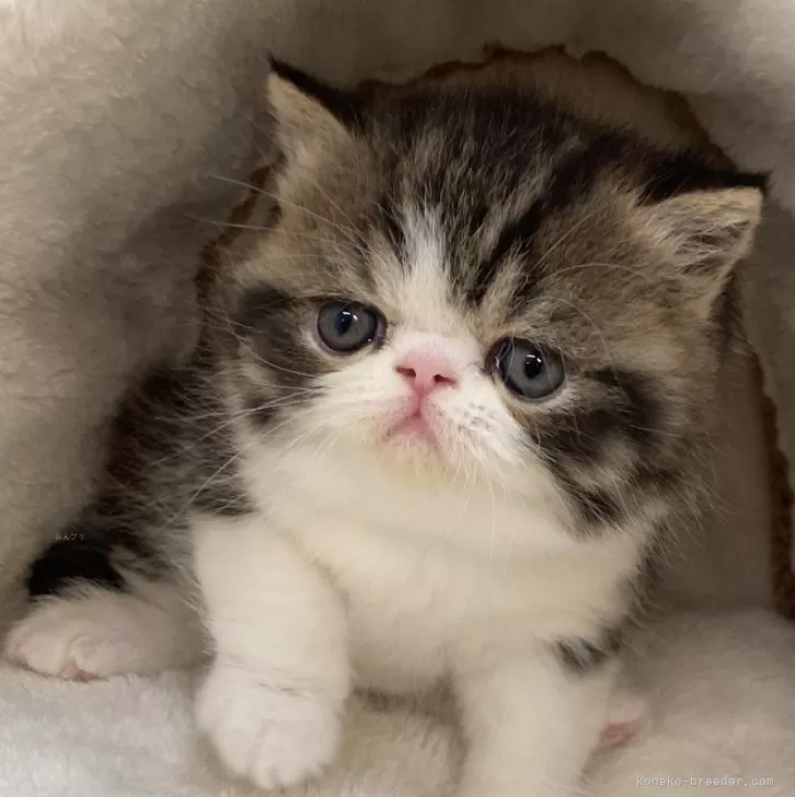 きんたろう 様のお迎えした子猫