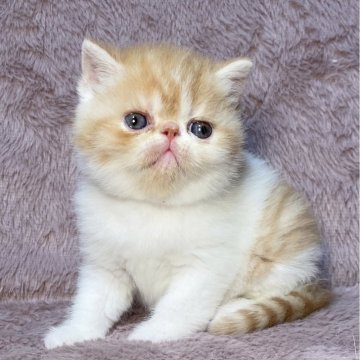 エキゾチックショートヘア【神奈川県・男の子・2025年11月4日・レッドタビー&ホワイト】の写真「まんまる、ずっしりなぼくです♪」