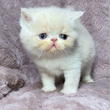 エキゾチックショートヘア【神奈川県・男の子・2025年11月4日・クリーム&ホワイト】の写真「優しい毛色と甘いお顔♪甘えん坊のぼくです」