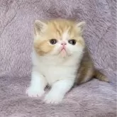 エキゾチックショートヘア