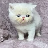 エキゾチックショートヘア