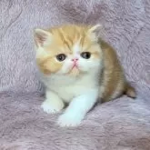 エキゾチックショートヘア【神奈川県・女の子・2025年11月4日・レッドタビー&ホワイト】の写真2