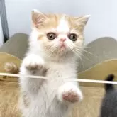 エキゾチックショートヘア【神奈川県・女の子・2025年3月16日・レッド&ホワイト】の写真2