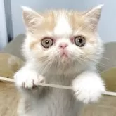 エキゾチックショートヘア【神奈川県・女の子・2025年3月16日・レッド&ホワイト】の写真3