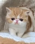 エキゾチックショートヘア【神奈川県・女の子・2025年11月4日・レッドタビー&ホワイト】の写真3