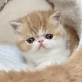 エキゾチックショートヘア【神奈川県・女の子・2025年11月4日・レッドタビー&ホワイト】の写真4