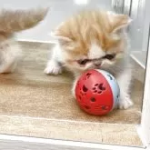 エキゾチックショートヘア【神奈川県・女の子・2025年3月16日・レッド&ホワイト】の写真5