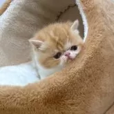 エキゾチックショートヘア【神奈川県・女の子・2025年11月4日・レッドタビー&ホワイト】の写真6