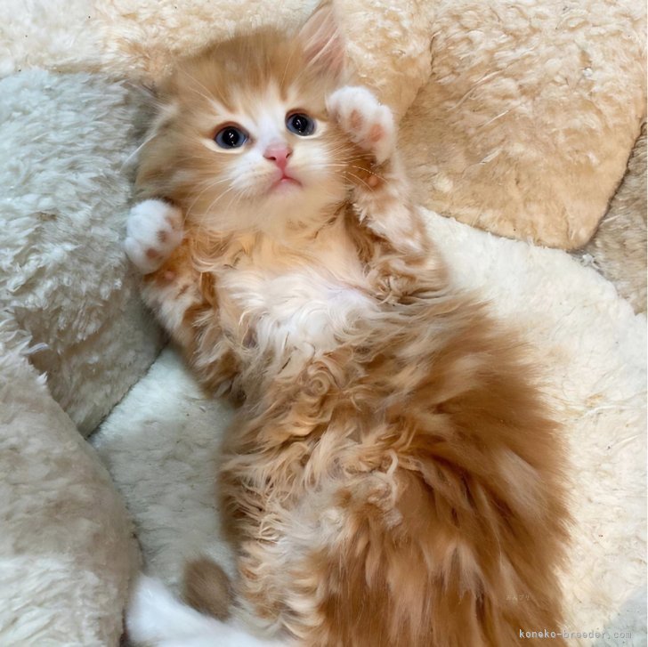 K.T 様のお迎えした子猫