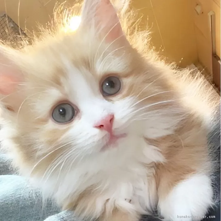 ID:2312-00154の子猫