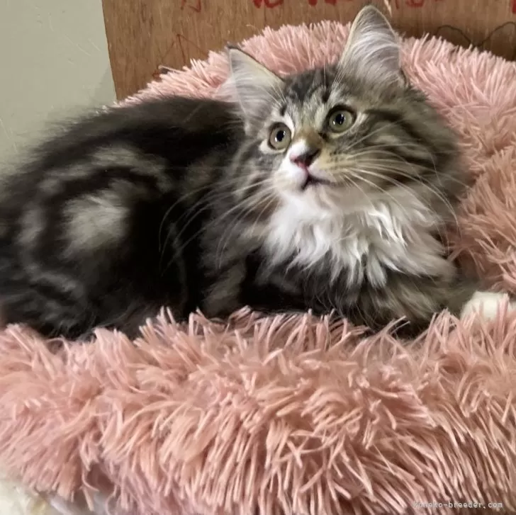 ID:2312-00076の子猫