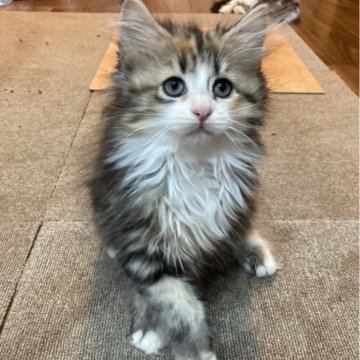サイベリアン【神奈川県・女の子・2024年7月27日・キャリコ】の写真「幸せ運ぶカギ尻尾ちゃん♡タレ目で見つめる甘えん坊♪」