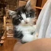 サイベリアン【神奈川県・女の子・2024年7月13日・ブラウンタビー&ホワイト】の写真2「人懐っこい美人さんです💕」