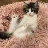 サイベリアン【神奈川県・女の子・2024年7月13日・ブラウンタビー&ホワイト】の写真2