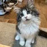 サイベリアン【神奈川県・女の子・2024年7月13日・ブラウンタビー&ホワイト】の写真5