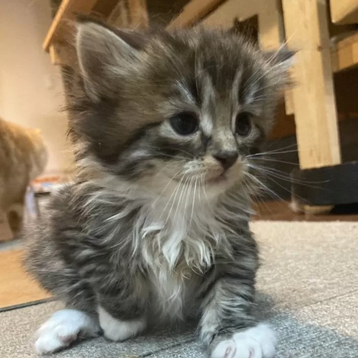ID:2412-00271の子猫