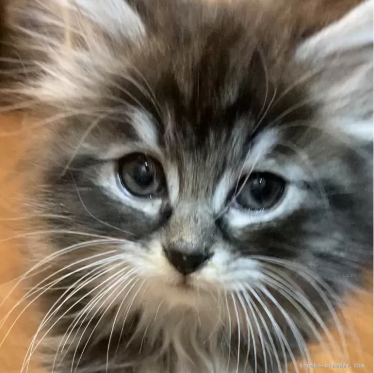ID:2412-02030の子猫