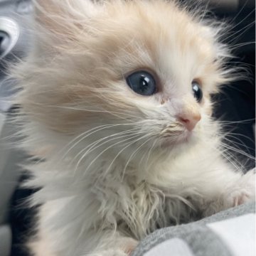 サイベリアン【神奈川県・男の子・2025年2月15日・クリームタビー&ホワイト】の写真「抱っこ大好きで人懐っこい♡パパ似イケメンふわふわ」
