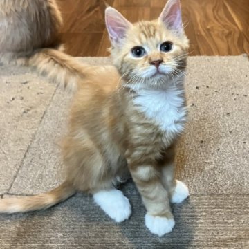 サイベリアン【神奈川県・男の子・2025年9月4日・レッドタビー&ホワイト】の写真「とても人懐っこい人気No.1色で白いソックスちゃん」