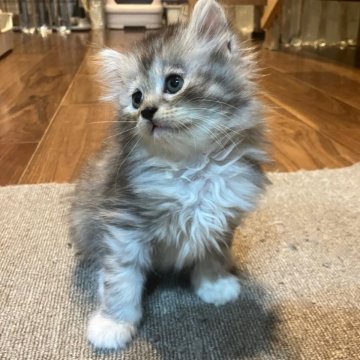 サイベリアン【神奈川県・女の子・2025年9月19日・キャリコ（長毛）】の写真「人気のカラーで白ソックス柄🎄人懐っこくお遊び好き」