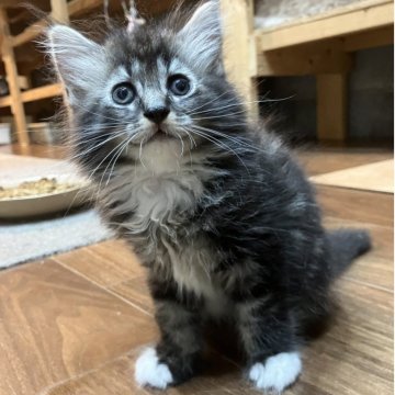 サイベリアン【神奈川県・男の子・2025年8月3日・ブラウンタビー&ホワイト】の写真「微笑み顔が可愛い♪ふわふわ人気の白いソックス柄💕」