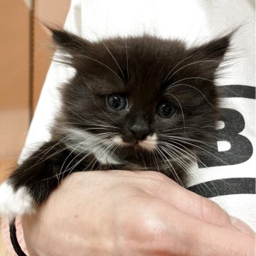 サイベリアン【神奈川県・女の子・2025年4月11日・ブラック&ホワイト（長毛）】の写真「個性的な希少カラーで白いソックス柄♡お顔が可愛い」