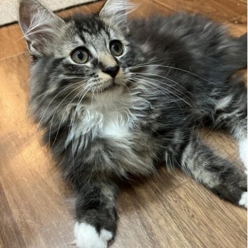 サイベリアン【神奈川県・男の子・2025年8月3日・ブラウンタビー&ホワイト】の写真「微笑み顔が可愛い♡ふわふわで人気の白いソックス柄♡」