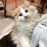 サイベリアン