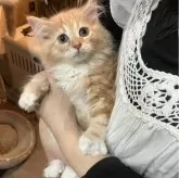 サイベリアン