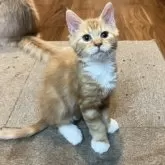 サイベリアン【神奈川県・男の子・2025年9月4日・レッドタビー&ホワイト】の写真3