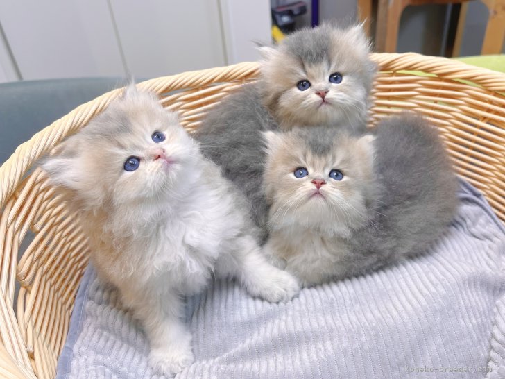 刘　柳(りゅう　りゅう)ブリーダー(埼玉県・ブリティッシュロングヘアなど・TICA/ICC登録)の紹介写真7