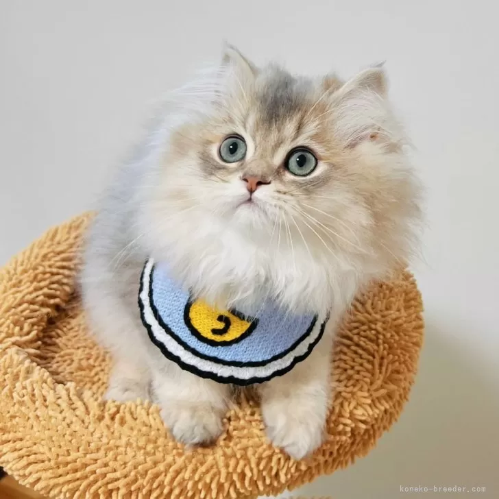ID：2409-00556の子猫