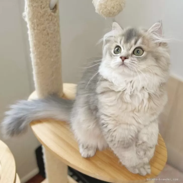 ID：2506-01667の子猫