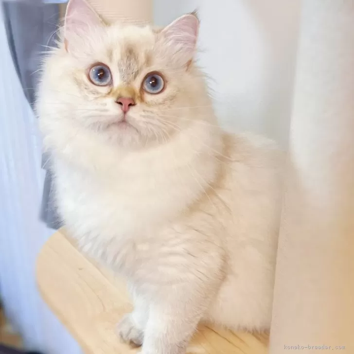 ID：2504-01679の子猫