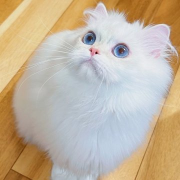 ブリティッシュロングヘア【埼玉県・男の子・2025年2月17日・チョコレートゴールデンポイント（ロングヘア、長毛ふわふわ）】の写真「両親外産🇷🇺、チャンピオンの子供🐱」