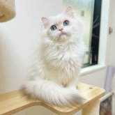 ブリティッシュロングヘア