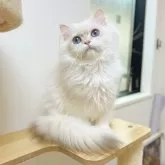 ブリティッシュロングヘア