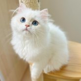 ブリティッシュロングヘア