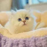 ブリティッシュショートヘア