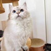 ブリティッシュロングヘア