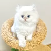ブリティッシュロングヘア