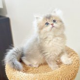 ブリティッシュロングヘア