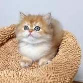 ブリティッシュロングヘア【埼玉県・男の子・2024年11月30日・ゴールデン】の写真2