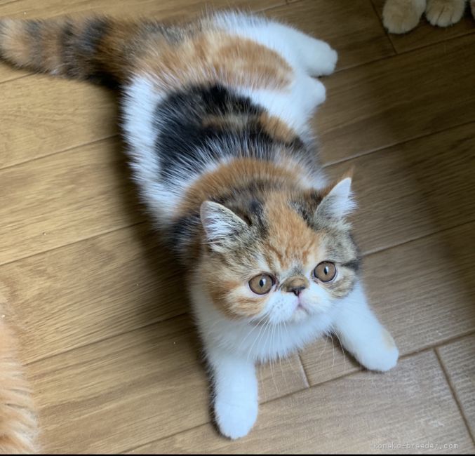 我が家で生まれた子｜中野　純果(なかの　じゅんか)ブリーダー(福島県・エキゾチックショートヘアなど・CFA/MFCC登録)の紹介写真2