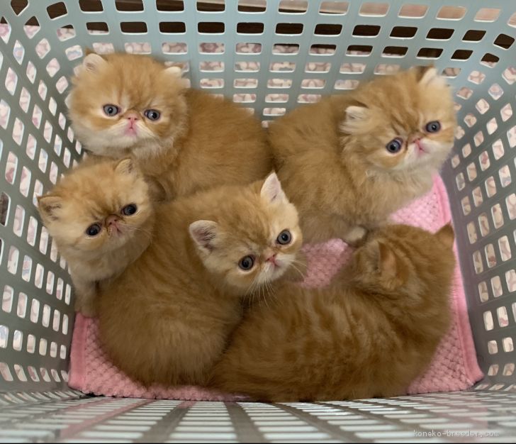 我が家で生まれた子達｜中野　純果(なかの　じゅんか)ブリーダー(福島県・エキゾチックショートヘアなど・CFA/MFCC登録)の紹介写真3